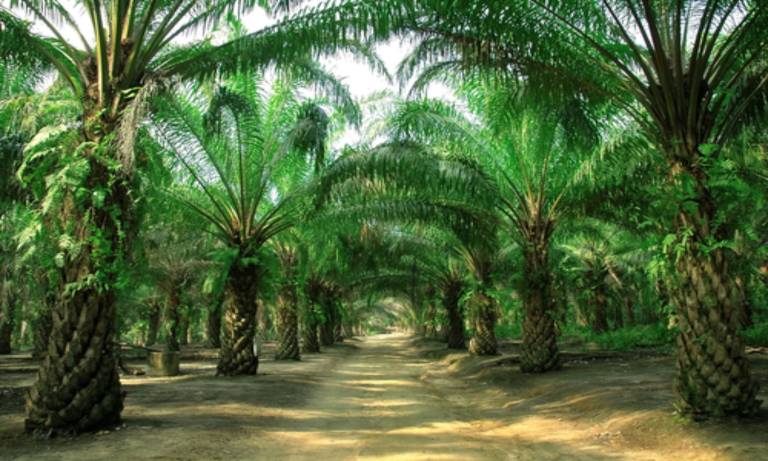 izin usaha perkebunan